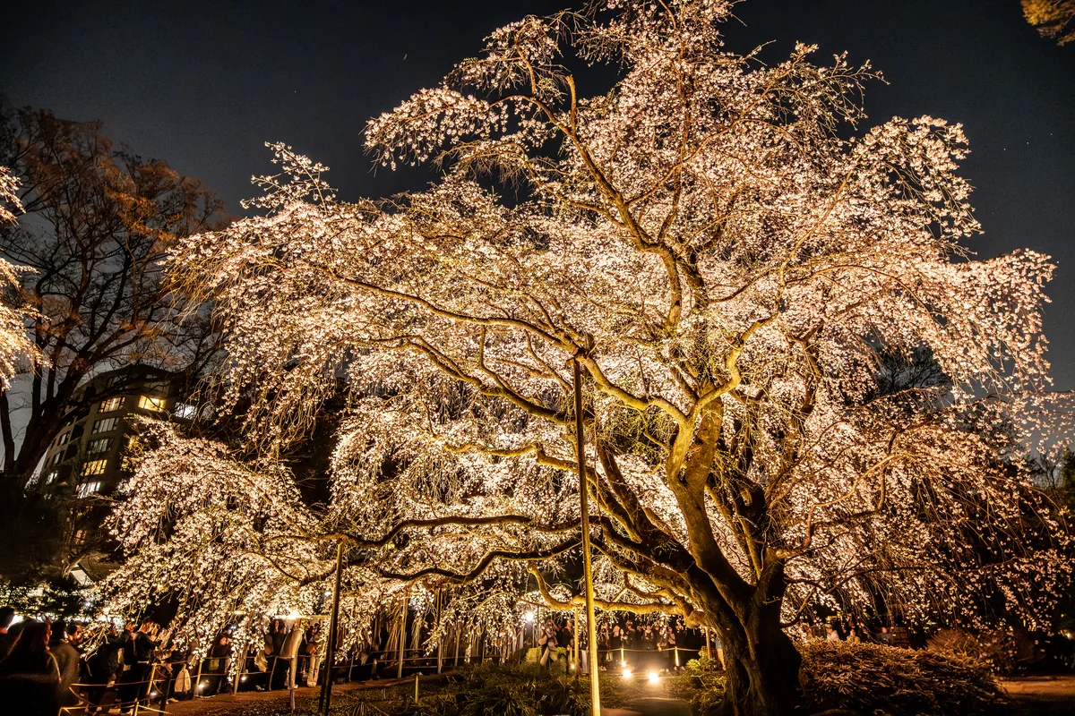 A flowering tree illuminated against the night sky.
